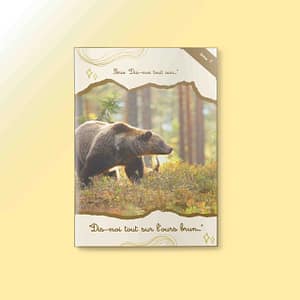 Savez-Vous Vraiment Tout Sur l'Ours Brun?